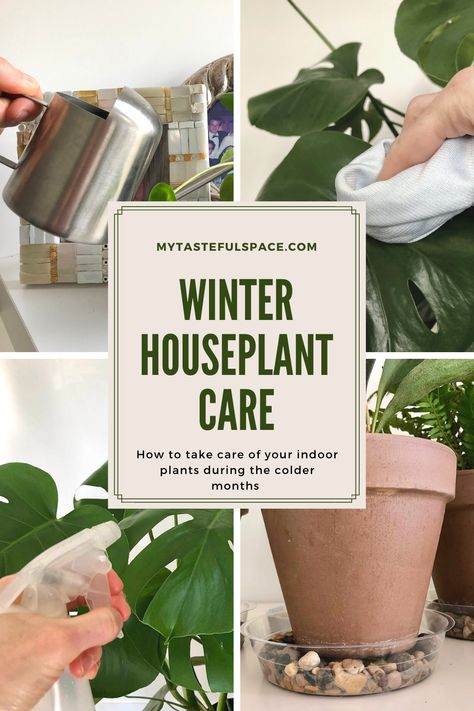 Indoor plants needs during the cold winter months should be different. Learn the essentials to properly care for your houseplants in winter. #houseplants #houseplantcare #gardening #indoorgardening #plantscare #indoorplantscare Safe House Plants, Low Maintenance Indoor Plants, Healthy Avocado, Avocado Plant, Winter Care, Houseplant Care, Greenhouse Plants, Container Gardening Flowers, Plant Nutrients