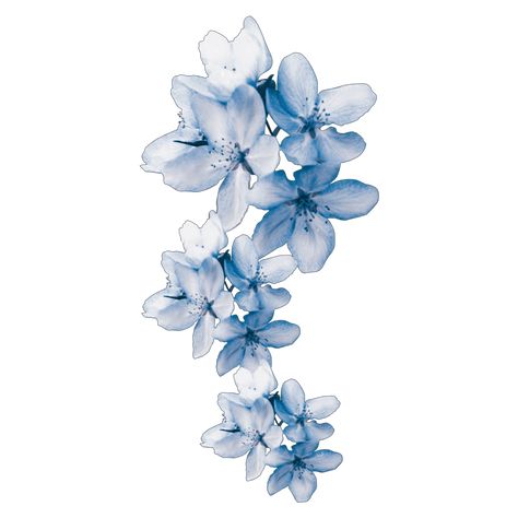 Image Bleu, Light Blue Aesthetic, Flower Icons, Png Aesthetic, 사진 촬영 포즈, Light Blue Flowers, Bleu Pastel, Spring Pastels, Blue Poster