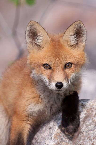 Fuchs - Bilder und Stockfotos - iStock Fox, Animals