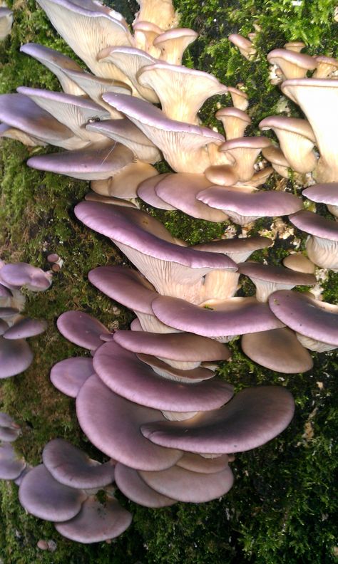 Mushroom Photos, Mushroom Nature, Edible Fungi, Mushroom Growing, Lovely Grey, Lichen Moss, Mushroom Pictures, Oyster Mushroom, Oyster Mushrooms