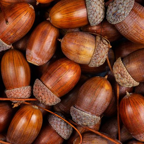 What To Do With Fallen Acorns, Types Of Acorns, Things To Make With Acorns, Acorn Uses, Acorns Aesthetic, What To Do With Acorns, Acorn Aesthetic, Crafts With Acorns, Acorn Carving