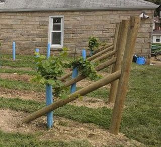 Starting a Backyard Vineyard Grape Vine Pruning, Farm Planning, Backyard Vineyard, Grape Vine Trellis, Training Vines, Grape Tree, Grape Vineyard, Trellis System, Vine Trellis