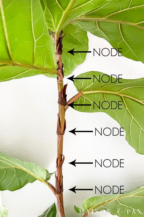 Learn how to propagate a fiddle leaf fig tree from clippings with these easy step-by-step instructions! #fiddleleaffig #houseplants #gardening Propagate Fiddle Leaf Fig, Fiddle Leaf Fig Propagation, Fig Propagation, Fig Tree Plant, Fiddle Leaf Fig Care, Fiddle Fig Tree, Gardening Journal, Fiddle Leaf Tree, Fig Trees