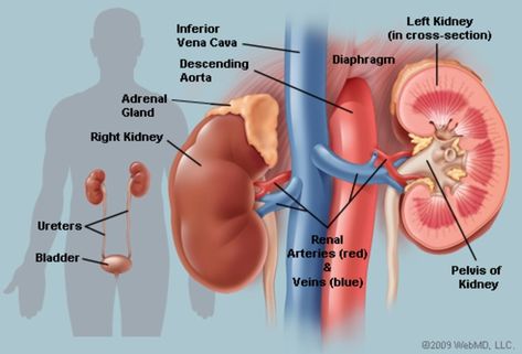 Kidneys (Anatomy): Picture, Function, Conditions, Treatments Kidney Anatomy, Human Kidney, Improve Kidney Function, Kidney Detox, Chronic Kidney, Kidney Cleanse, Smoothie Detox, Blood Pressure Medications, Kidney Health