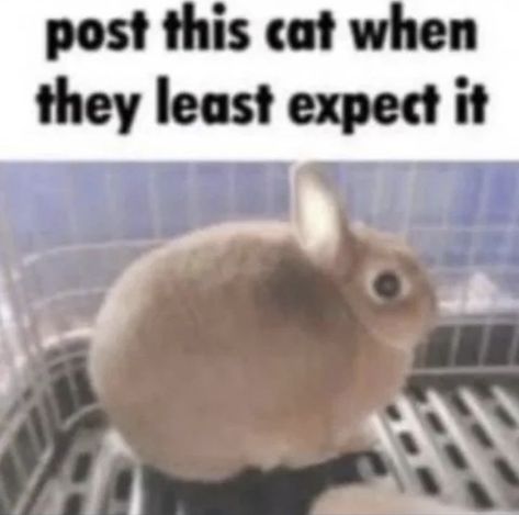 Fairy Skirt, Silly Cats Pictures, Bunny Pictures, Clean Humor, Silly Images, Funny Bunnies, Silly Animals, Silly Cats, Animal Memes