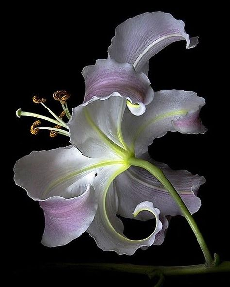 Floral Photography Nature, Fleurs Art Nouveau, Flowers Black Background, Ideas For Garden, Nothing But Flowers, Flower Therapy, Floral Photography, Foto Art, Beautiful Flowers Pictures