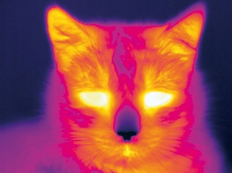 Thermal Photography Aesthetic, Thermal Pictures, Cats With Confusing Auras, Heat Aesthetic, Thermal Photography, Infrared Thermal Aesthetic, Heatwaves Glassanimals, Thermal Art, Heat Vision