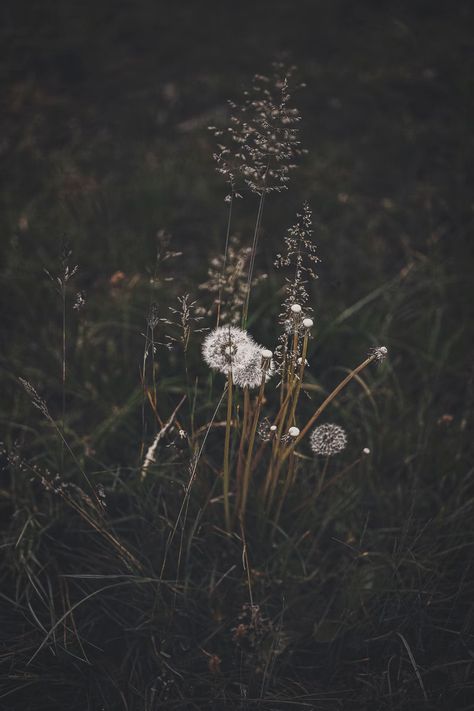 white dandelion flowers photo – Free Grey Image on Unsplash Dandelion Pictures, Dandelion Plant, Tato Minimal, Dandelion Wallpaper, Hd Dark Wallpapers, White Dandelion, Dandelion Flower, Plant Wallpaper, Backgrounds Phone Wallpapers