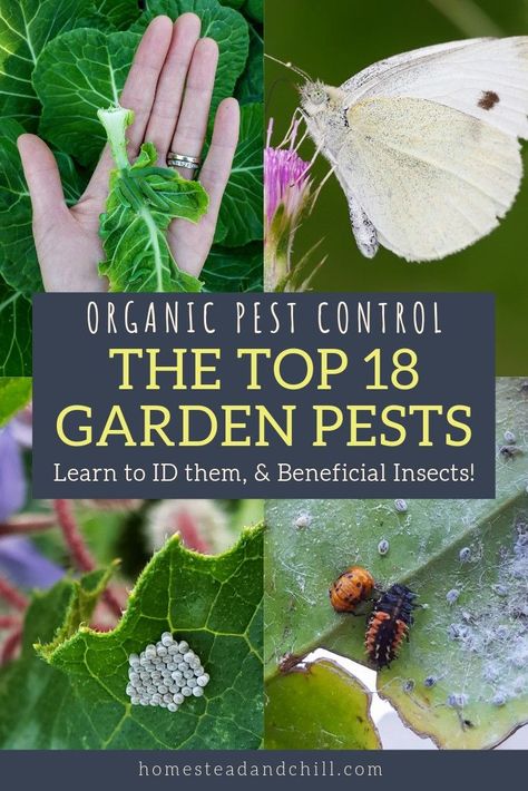 Come learn how to find, identify, and manage the top 18 common pests in your garden! Also become familiar with beneficial insects, so they are not accidentally harmed. Slugs In Garden, Organic Insecticide, Organic Gardening Pest Control, Natural Pesticides, Organic Pesticide, Organic Pest Control, Garden Bugs, Plant Pests, Japanese Beetles