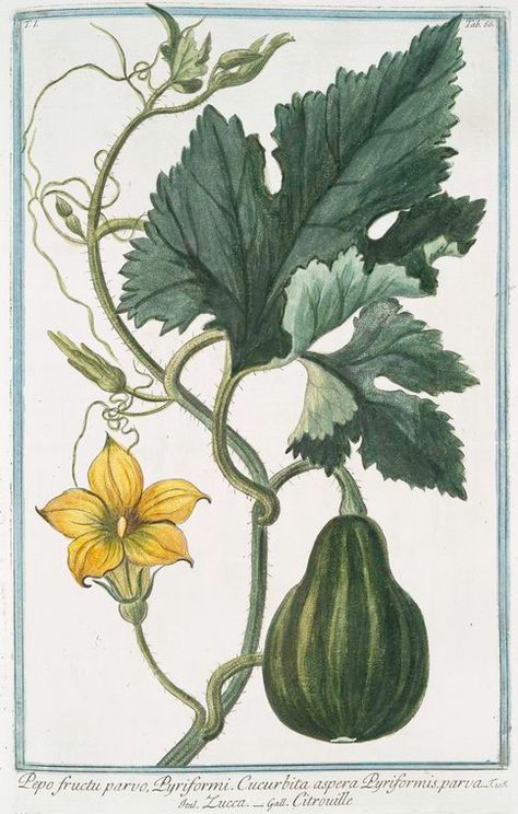 Pumpkin Vine, Illustration Botanique, Antique Illustration, Botanical Drawings, Fruit Art, Art Bundle, Autumn Art, Vintage Botanical, A Pumpkin