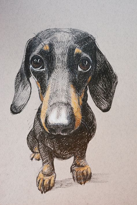 Dachshund Sketch, Arte Dachshund, Dachshund Drawing, Dachshund Painting, Canine Drawing, Dachshund Art, Art Poster Design, Dog Drawing, Dog Paintings