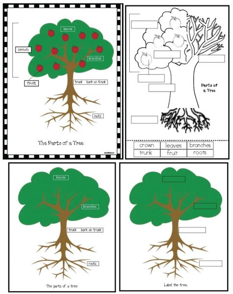 Parts Of A Tree Poster Activity Apple Tree Activity, Parts Of A Tree, Nature Preschool, Seasons Worksheets, Tree Poster, Tree House Kids, Apple Activities, Seasons Activities, Tree Study