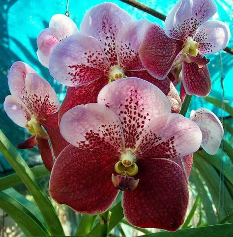 Fascinating Flowers: The Majestic Waling-waling — The Queen of Philippine Orchids Orchid Photography, Vanda Orchids, Exotic Orchids, Miniature Plants, Orchid Flowers, Montage Photo, Wild Orchid, Orchid Care, Orchid Plants