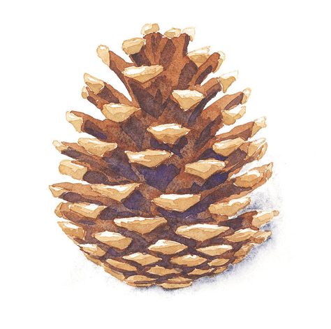 watercolor-pine-cone-painting-exercise Pine Cone Painting On Canvas, Pine Cone Watercolor, Painting Pine Cones, Painting Ideas Blue, Traffic Cone Painting Ideas, Cone Painting Ideas, Pinecone Watercolor, Watercolor Pinecone, Pinecone Painting