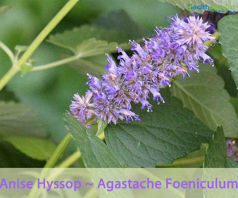 Anise Hyssop facts and health benefits Agastache Foeniculum, Facts About Plants, Anise Hyssop, Treat Burns, Drought Tolerant Landscape, Herbal Tea Blends, Tea Benefits, Infused Oils, Flower Spike