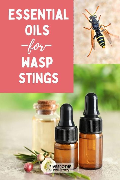 Essential Oils for Wasp Stings Home Remedy For Wasp Sting, Essential Oil For Wasp Sting, Essential Oil Wasp Sting, Essential Oils For Wasp Stings, Essential Oils For Bee Stings, How To Treat A Wasp Sting, Hornet Sting Remedy, Wasp Sting Remedy Swelling, Red Wasp Sting