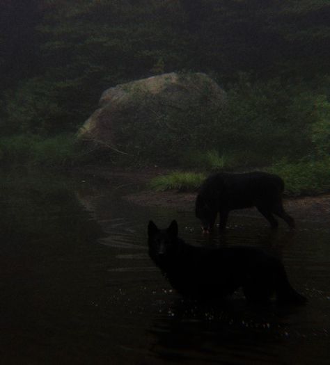 Forest Dark Academia Aesthetic, Dark Wilderness Aesthetic, Forest Widget Aesthetic, Nature Horror Aesthetic, Druid Aesthetic Dark, Wilderness Aesthetic Dark, Damiencore Aesthetic, Jasmine Core Aesthetic Dark, Blake Core Aesthetic