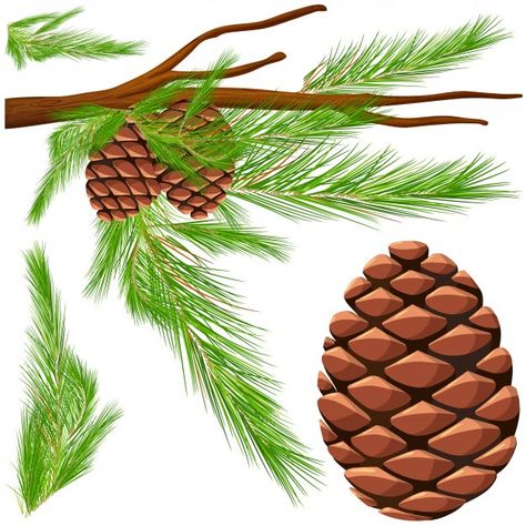 Christmas Mandala, Winter Plants, Pine Branch, Math For Kids, Pine Cones, Game Design, Painting & Drawing, Packaging Design, Graphic Resources