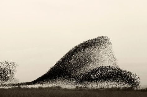 Starling Murmurations | WIRED Vampire Weekend, Colossal Art, Japanese Landscape, The White Stripes, Modern Crafts, Series Black, Japanese Woodblock Printing, Starling, The Guardian