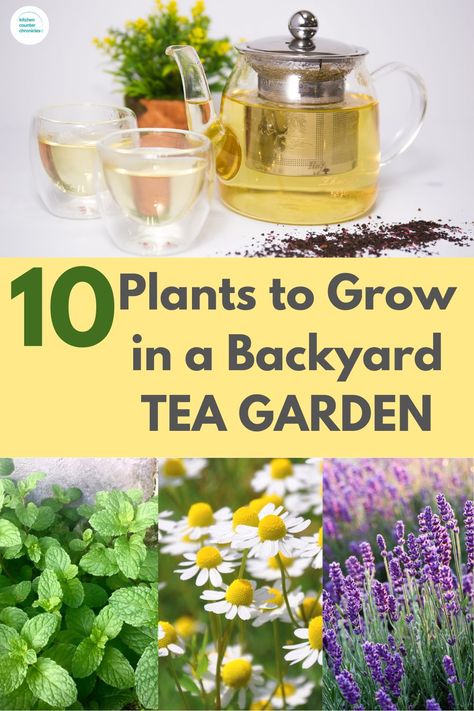 pot of tea and plants - mint, chamomile and lavender with title "10 plants to grow in a backyard tea garden" Herbal Tea Recipes Homemade, Medical Garden, Growing Tea, Green Tea Plant, Best Herbs To Grow, Medicine Garden, Herbal Tea Garden, Medicinal Tea, Tea Plant