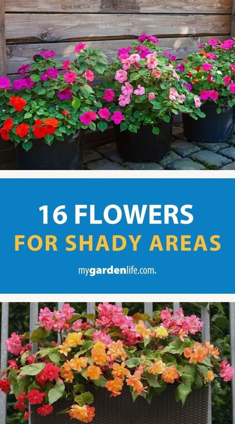 Create a colorful backyard retreat with these shade-loving flowers for containers, landscaping and hanging baskets! If you're wanting to add color and interest to areas with low sunlight, these varieties may be just what you're looking for. Find more shade garden layout tips and inspiration at MyGardenLife.com. Hanging Plants Front Of House, Annuals For Shade Containers, Flowers For Shaded Areas Pots, Shade Annuals Containers, Shade Hanging Baskets Ideas, Flowers That Grow In Shade, Shade Containers Planters, Shady Flower Bed Ideas, Shade Annual Flowers