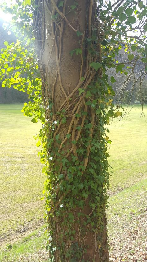 I love how the vines wrap around this tree Tree With Vines Drawing, Vines Wrapped Around, Vines On Trees, Vines Reference, Overgrown Vines, Vine Aesthetic, Vines Aesthetic, Vines Photography, Tree Vines