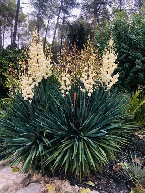 Yucca GLORIOSA. 📸Sébastien Renard Banana Yucca, Hillside Plants, Austin Backyard, Yucca Gloriosa, Beach House Landscaping, Yucca Filamentosa, Arizona Decor, Desert Bloom, Yucca Plant