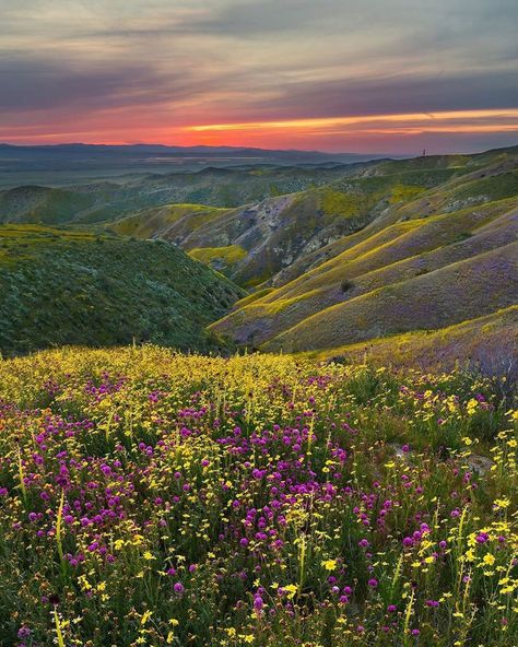 Great Plains Landscape, The Great Plains, Great Plains Aesthetic, Plains Aesthetic, Fantasy Plains, Dragon Sona, Grass Plains, Acotar Courts, Grassy Plains