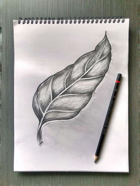 Leaves Pencil Shading, Shaded Leaves Drawing, Leaves Shading Pencil, Charcoal Pencil Drawings Easy, Leaf Shading Pencil, Shading Drawings Easy, Charcoal Pencil Art Easy, Leaves Sketch Pencil, Shading Drawing Easy