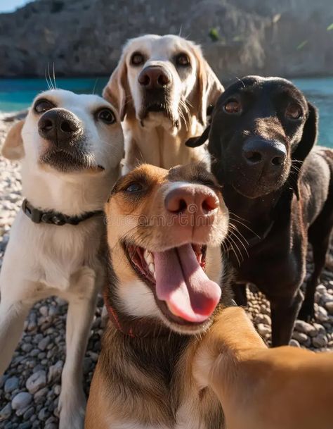 Group Of Dogs Aesthetic, 4 Dogs Together, Dogs With Owners, Multiple Dogs, Group Of Dogs, Two Dogs, Rescue Dogs, Selfies, Pet Friendly