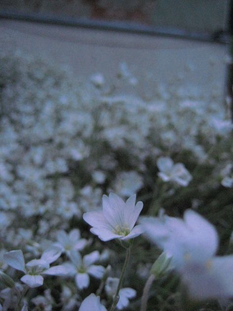 #flowerfield #whiteflowers #flowers #plants #nature #white #aesteticwallpaper #photography White Flower Field, Ichiko Aoba, White Wildflowers, Plants Nature, Earth Angel, Flowers Plants, Flower Field, White Flower, White Flowers