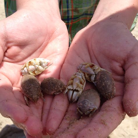 Sand fleas Sand Fleas, Beach Time, Animals