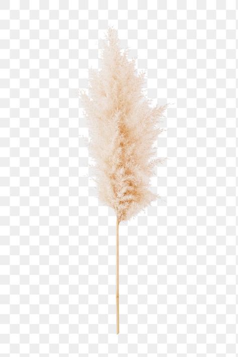 Pampas Grass Watercolor, Grass Png, Grass Clipart, Boho Logo Design, Grass Design, Photo Elements, Grass Wallpaper, Boho Elements, Dried Pampas