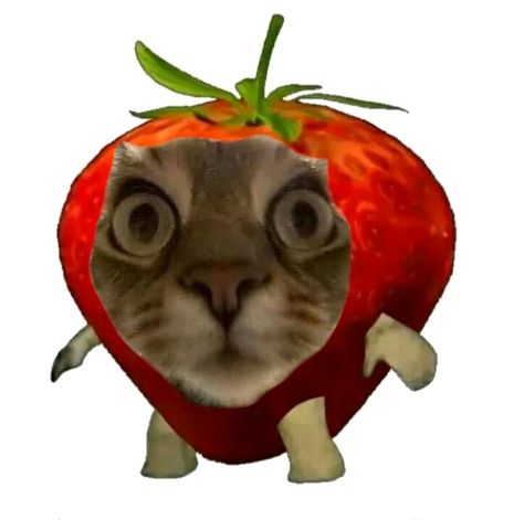 News: Cat was suprised to see himself as a strawberry. Strawberry Profile Picture, Bunny And Strawberry, Strawberry Template, Cat Strawberry, Strawberry Background, Paddle Ideas, Strawberry Cat, Chocolate Cat, Plain Wallpaper Iphone