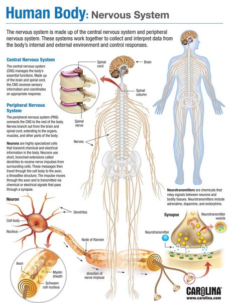 Human Systems Anatomy, Systems Of The Body Anatomy, Nervous System Notes, Human Body Nervous System, Nervous System Diagram, Human Systems, Human Body System, Nervous System Anatomy, Sistem Saraf