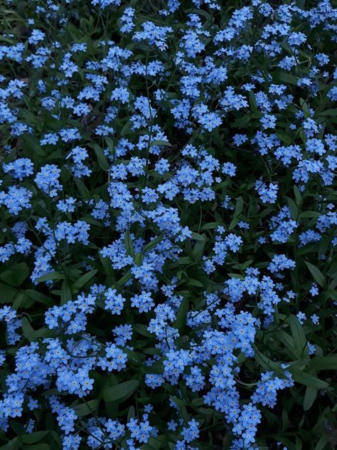 Forget Me Not Flower Wallpaper, Blue Plant Aesthetic, Forget Me Not Flowers Aesthetic, Blue Flower Aesthetic, Forget Me Nots Flowers, Random Wallpaper, Nothing But Flowers, Pretty Landscapes, Flower Therapy