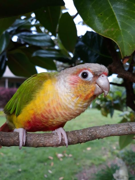 Pineapple Green Cheek Conure, Pineapple Conure, Conure Bird, Green Cheek Conure, Conure Parrots, Exotic Birds, Cute Little Animals, Birdy, Artsy Fartsy