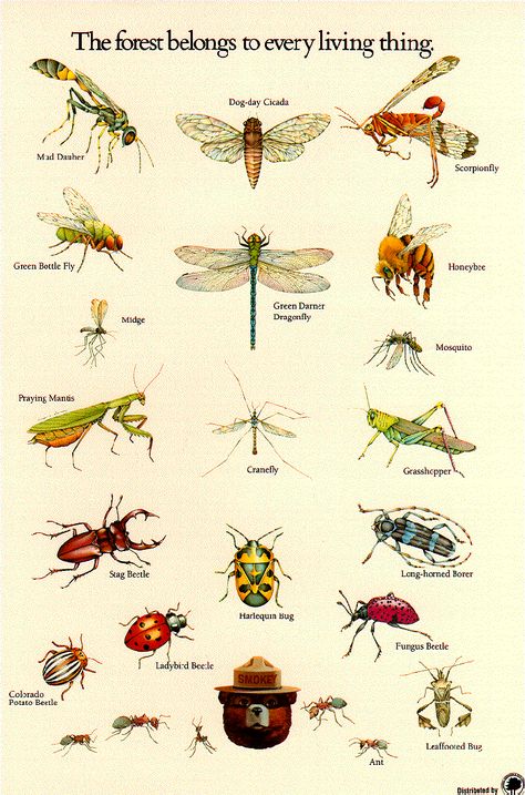 Insect identification poster from the U.S. Forestry Service. Insect activity, Apologia Flying Creatures, #homeschool Insect Poster, Insect Identification, Insect Activities, Smokey The Bears, Beautiful Bugs, Creepy Crawlies, Insect Art, Scientific Illustration, Bugs And Insects