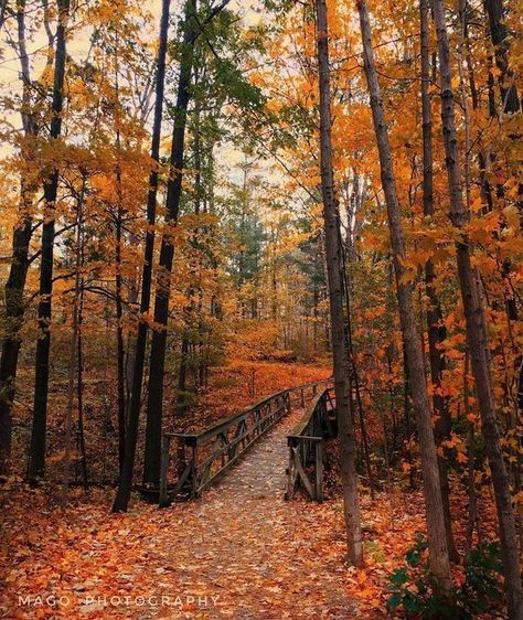 Fall Hikes, Manitoulin Island, Ontario Travel, Fall Mood Board, Autumn Magic, Fall Hiking, Autumn Scenery, Fall Travel, Fall Pictures