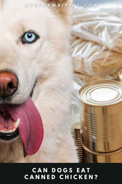 A dog with its tongue out and canned food in the background Canned Chicken Dog Food Recipes, Chicken Dog Food Recipes, Foods Dogs Can Eat, Can Chicken Recipes, Canning Sweet Potatoes, Rib Meat, Chicken For Dogs, Canned Meat, Dog Needs