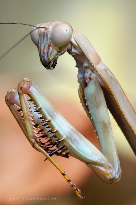 Praying Mantis, Photographer