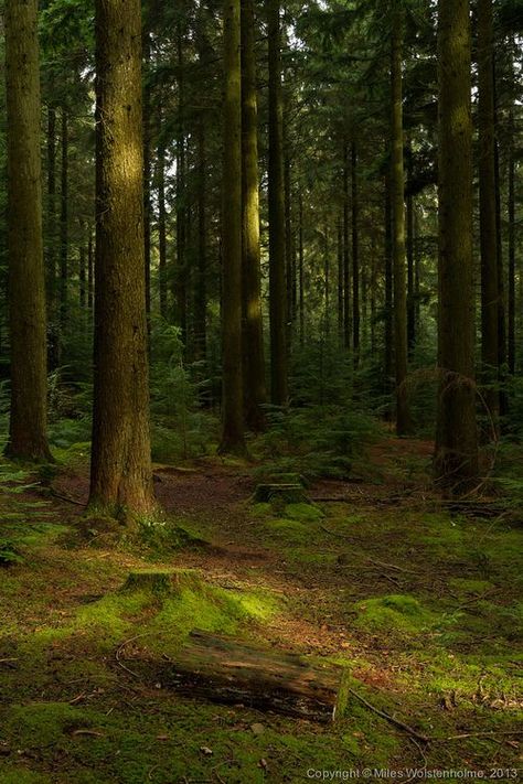 Lup Singuratic, Devon England, Green Heart, Tall Trees, Forest Photography, Walk In The Woods, Alam Yang Indah, Nature Aesthetic, Enchanted Forest