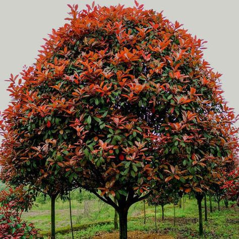 Photinia Red Robin Trees, Photinia Tree, Photinia Pink Marble, Red Robin Tree, Red Tip Photinia, Photinia Fraseri Red Robin, Photinia Red Robin, Small Trees For Garden, Buy Seeds