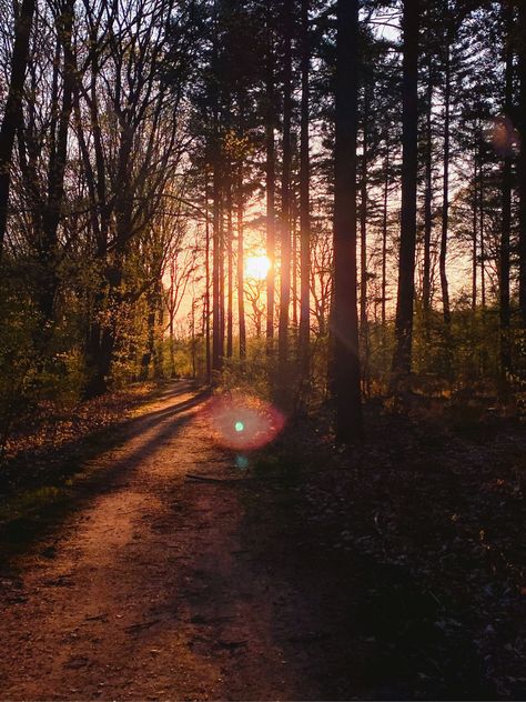 Sunset in the forest Brown Forest, Iphone Widgets, Dark Summer, Nothing Gold Can Stay, Forest Sunset, Visual Aesthetics, Inner Core, Teen Life Hacks, Beautiful Forest