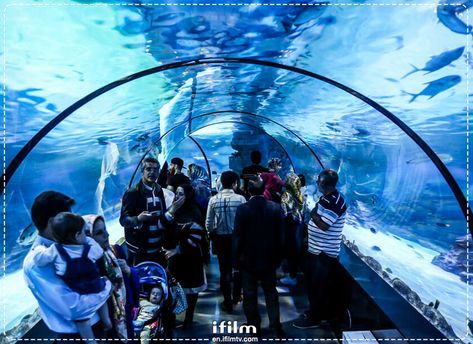 Iran’s first ever aquarium tunnel, located in Isfahan’s Nazhvan Forest Park, is the Middle East/Western Asia’s largest, containing various species from around the world.  #Travel #Tourism #Aquarium #Underwater #Fish #Sharks #Turtles #Aqua #NationalPark #Parks #Oceans #Sea #Nature Aquarium Tunnel, Myrtle Beach Trip, Dubai Aquarium, Khalifa Dubai, Dubai Vacation, Western Asia, Dubai Travel, Dubai Mall, Myrtle Beach Sc