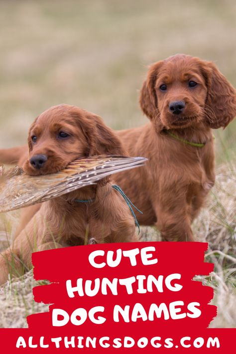 One way to truly connect your hunting companion to the nature they will be surrounded by is to choose a name from nature. Check out our list of cute hunting dog names inspired by the great outdoors for inspiration.  #cutehuntingdognames #huntingdognames #cutenamesforahuntingdog Hunting Dog Names, Boy Dog Names, Girl Dog Names, Whitetail Deer Hunting, Female Dog Names, Cute Names For Dogs, Hunting Girls, Farm Dogs, Bird Hunting