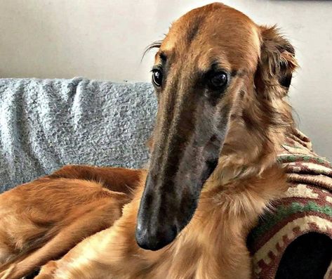 Why the long face? Long Face Dog, Borzoi Dog, Dog Meme, Saltwater Crocodile, Wildlife Photos, Animals Of The World, Dog Memes, Maine Coon, Free Stickers