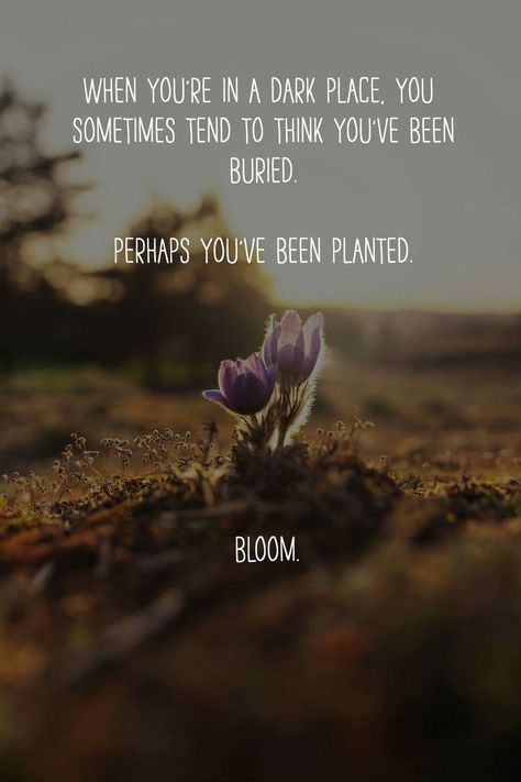 Words to live by Bloom Quotes, Now Quotes, Inspirerende Ord, Bloom Where You Are Planted, Dark Places, New Wall, A Quote, Great Quotes, Wisdom Quotes