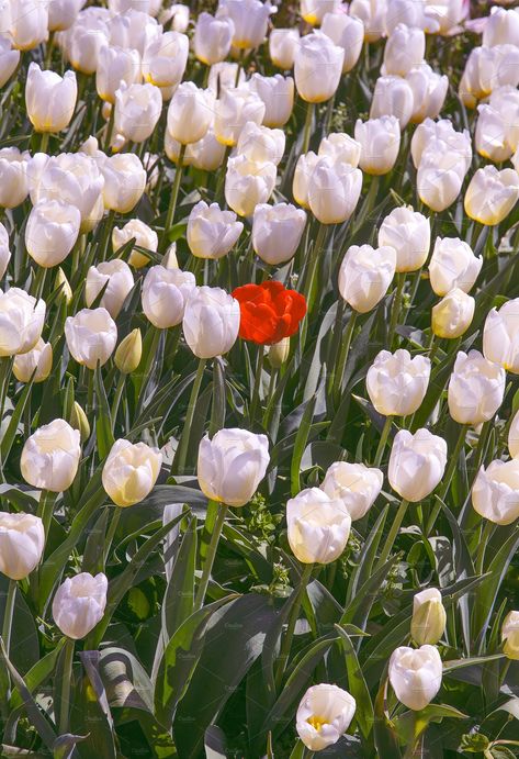 One White Rose Aesthetic, Red Flower Photography, Red Tulips Aesthetic Wallpaper, Tulip Photos, Tulip Flower Drawing, Aesthetic Tulips, Red Flower Wallpaper, Tulips Aesthetic, Pretty Flowers Pictures