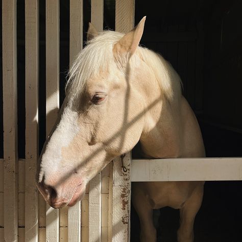 southern manners 🌾🪜🐴🌷 Southern Belle Aesthetic, Southern Manners, Belle Aesthetic, Weird West, Americana Aesthetic, The Barnyard, Southern Belle, Manners, The Valley